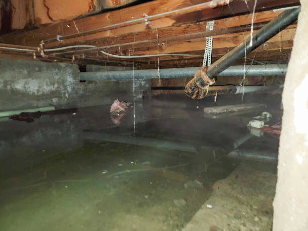  Verona, KY Water damage restoration Pros